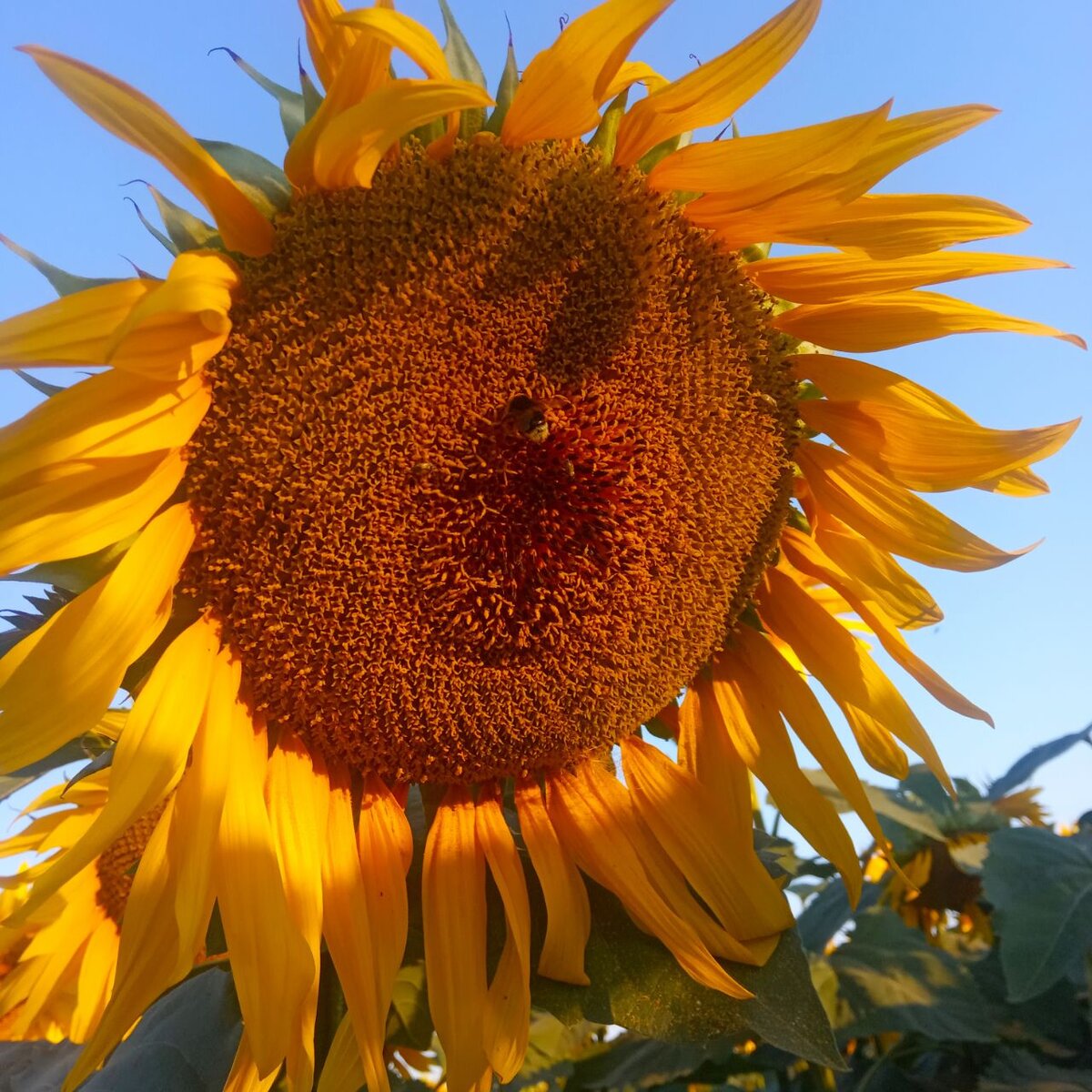 Подсолнухи - обязательные спутники моих летних пробежек.