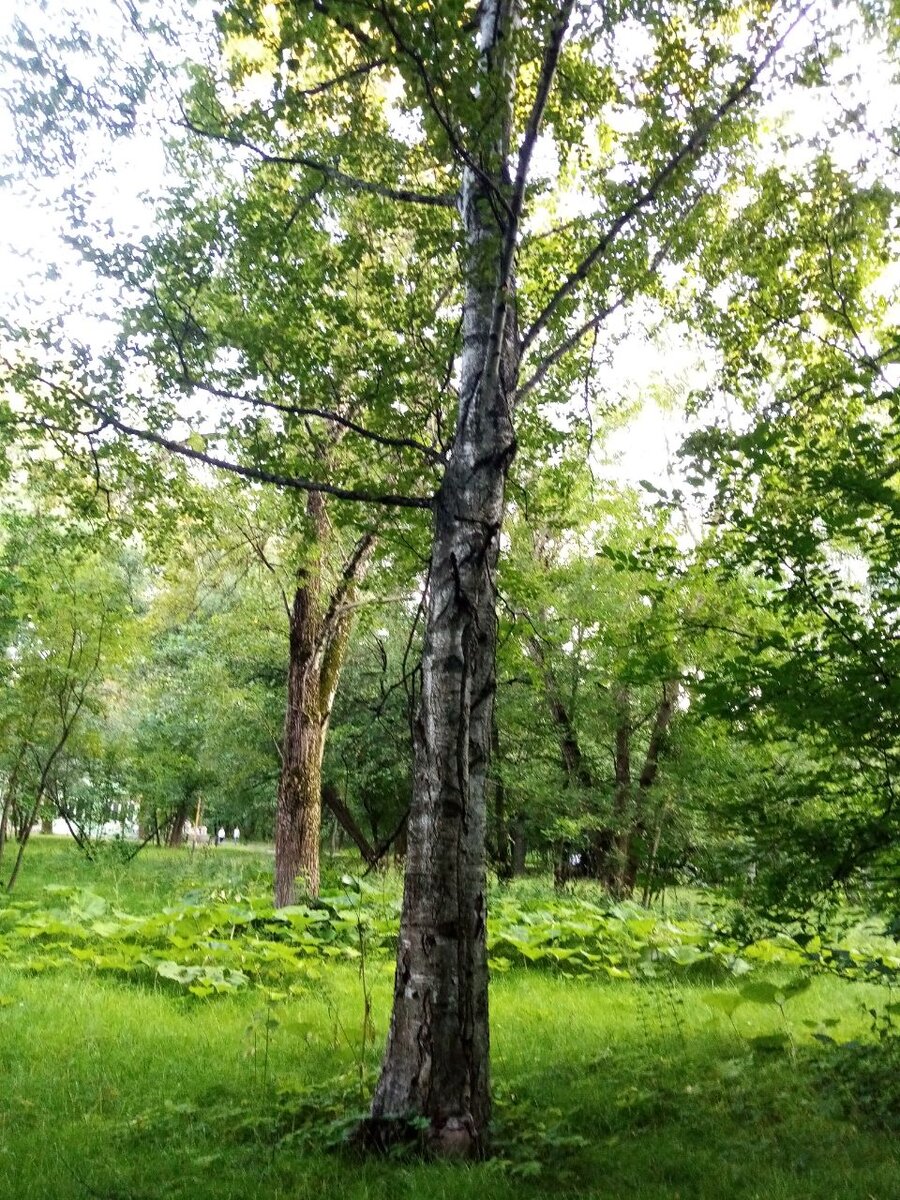 Поредевший парк.