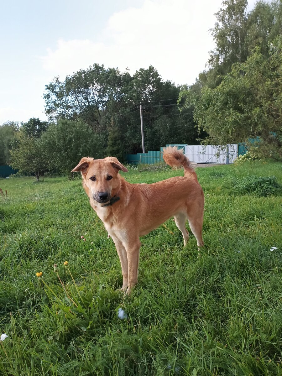 Феня после восстановления