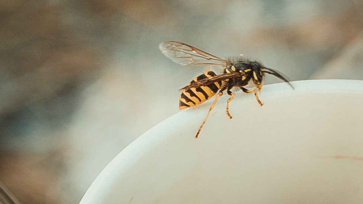     В Набережных Челнах сразу четыре человека обратились в городскую больницу №5 из-за укуса осы. Об этом сообщили в пресс-службе управления здравоохранения по автограду.