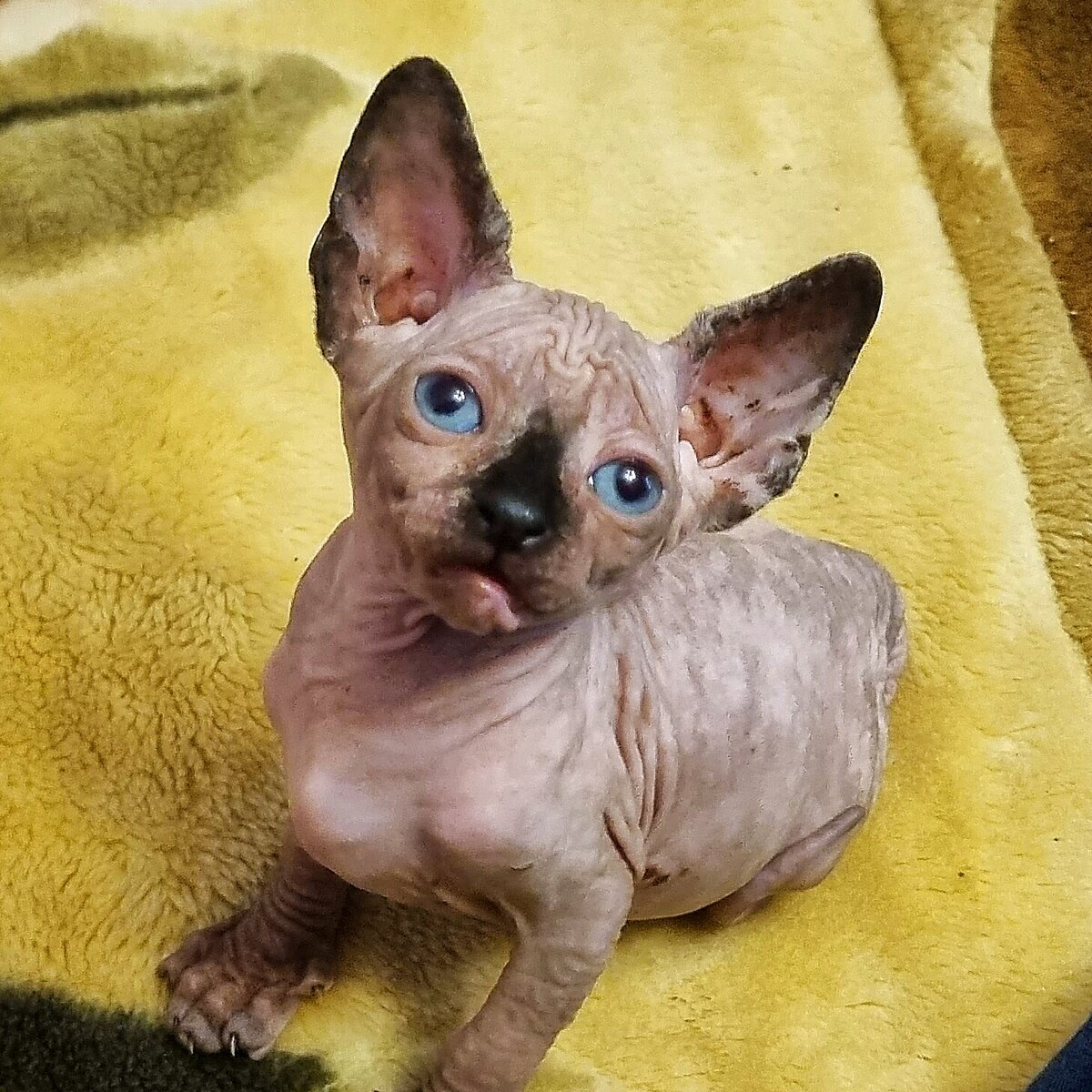 Все котята на фото  рождены в питомнике ЧАЛИКСОН