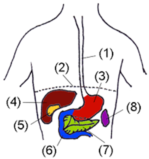 С какой стороны печень слева или справа. Где находится печень у человека. Расположение внутренних органов человека печень. Схема расположения печени у человека.