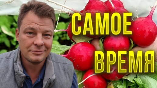 В сентябре на огороде самое время посадить не только редис!