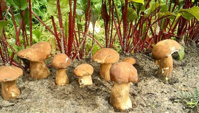 яндекскартинки)