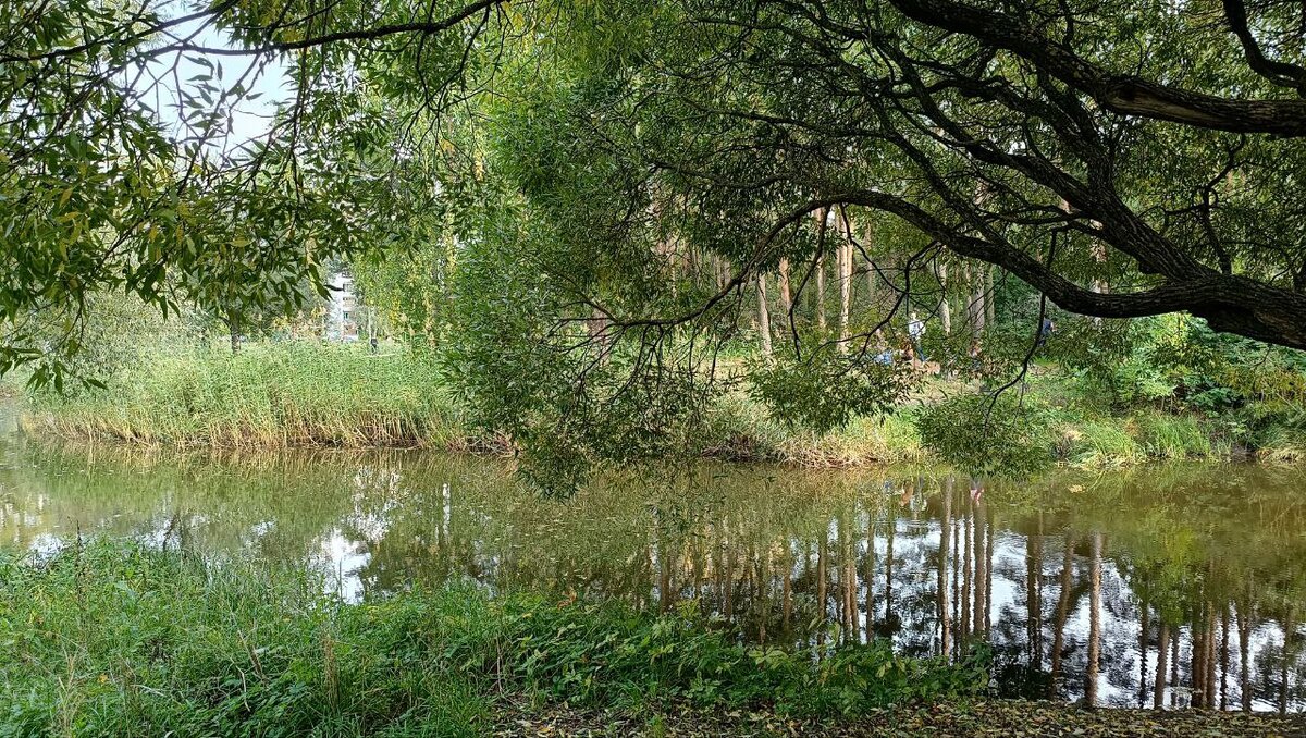 Природа - глоток чистого воздуха для городских жителей... Фото автора канала Питер на все случаи жизни 