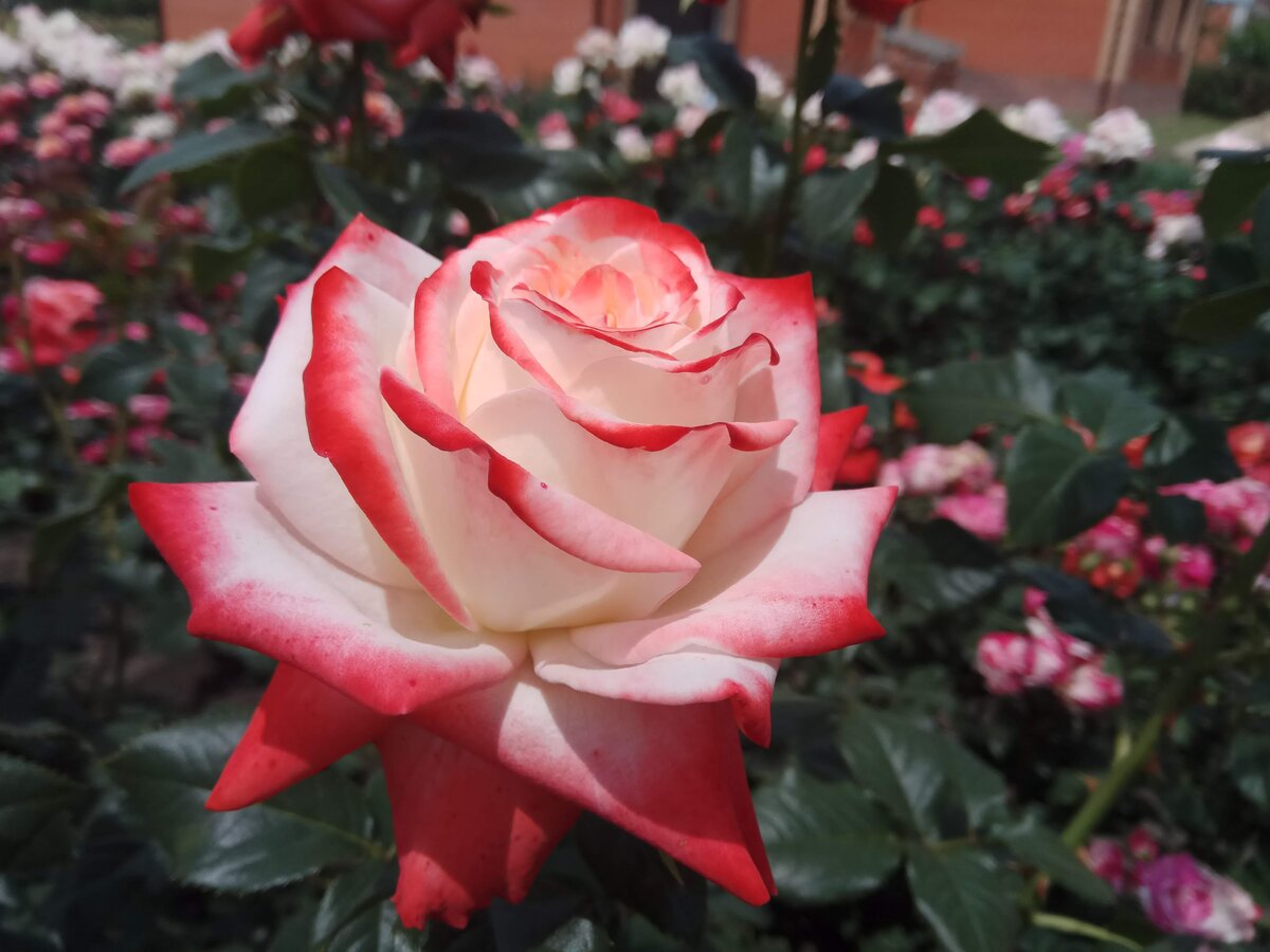 Императрис Фарах