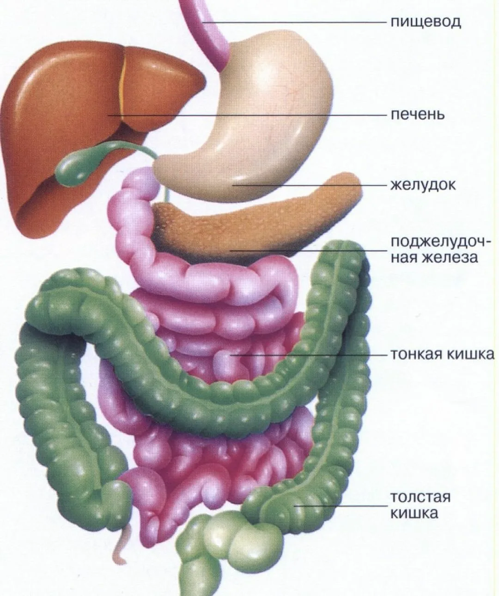 Желудочно-кишечный тракт человека анатомия