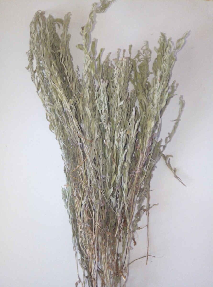 Жабник полевой - лекарственные растения