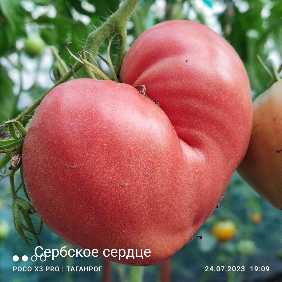 Плоды малиновые снаружи и внутри