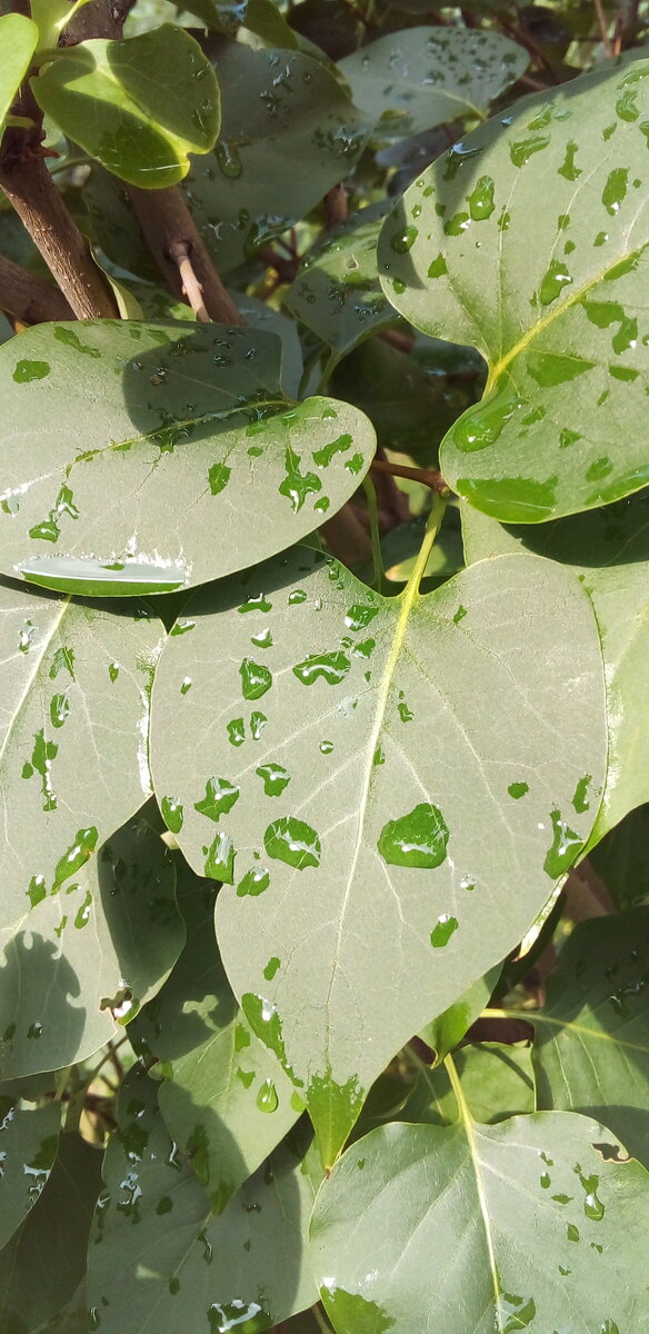 Авторское изображение. После дождя!