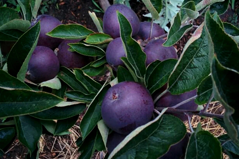     Яблоки сорта «черный алмаз»: почему они такие дорогие и редкие