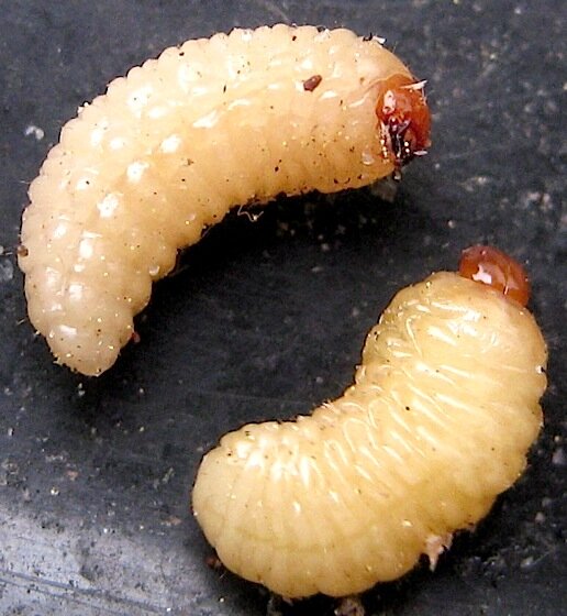 взято из открытых источников