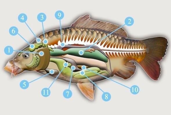   Анатомия рыб для соблюдающих принцип "Поймал-Отпусти" (основные органы рыб) Одним из наиболее обнадеживающих моментов в современной рыбалке является тот факт, что после поимки, рыбаки очень бережно