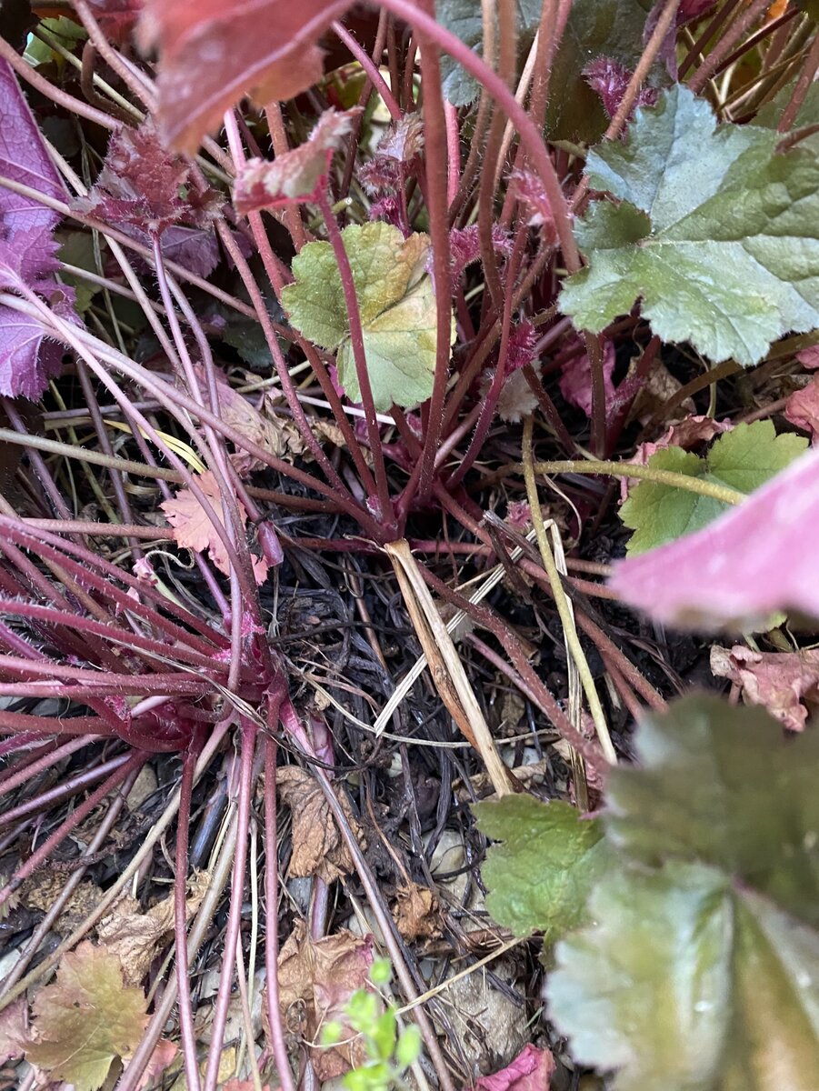 Боковые ответвления, розетки, у Heuchera