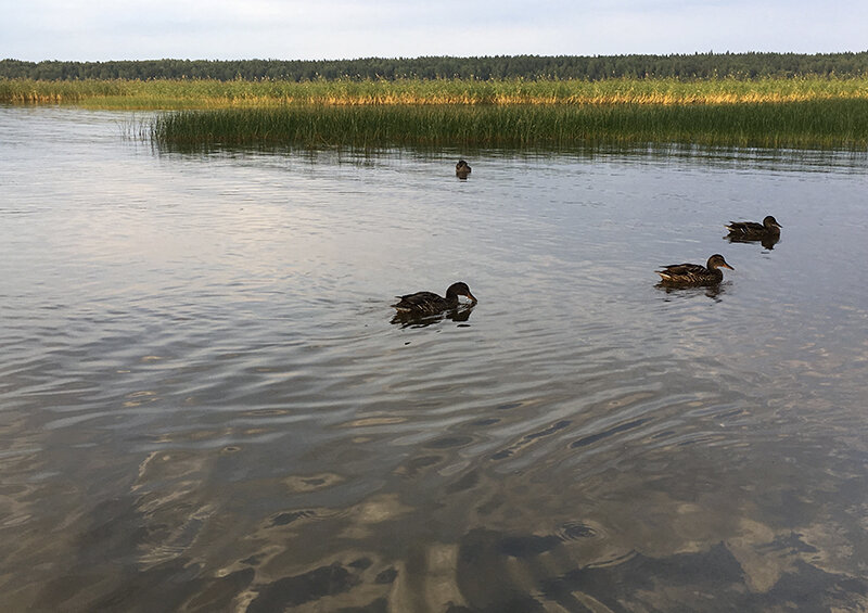    «Чаще всего тонут дети и пьяные»: эксперты рассказали, как правильно купаться в водоёмах