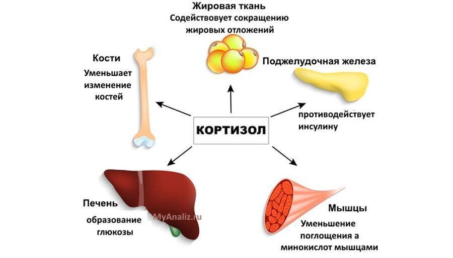 Кортизол за что отвечает