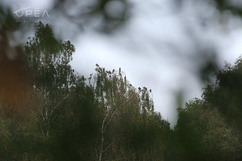 Охота на вяхиря