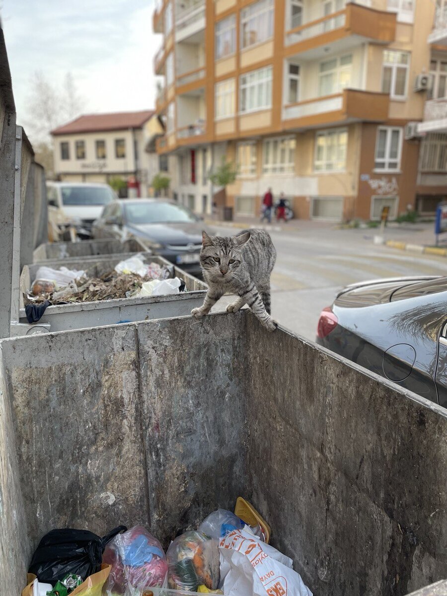 В мусорные баки попадает далеко не весь мусор. Очень много разнокалиберного мусора "загорает" на городских улицах, скверах, парках...