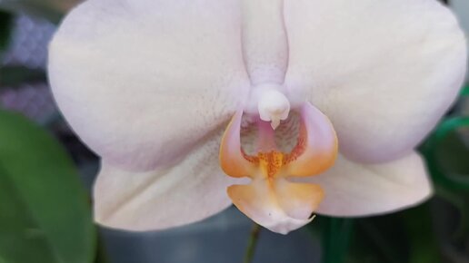МНОГО орхидей ЛАС-ВЕГАС и почти ЛЕГАТО в Леруа по 777руб !!!
