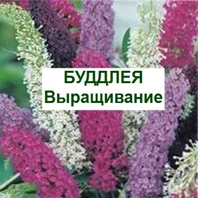 буддлея уход