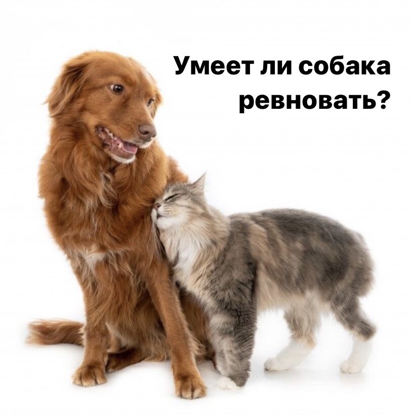 могут ли собаки ревновать. ревнивая собака. ревность собаки. ревность собаки. лабрадор голден ретривер.