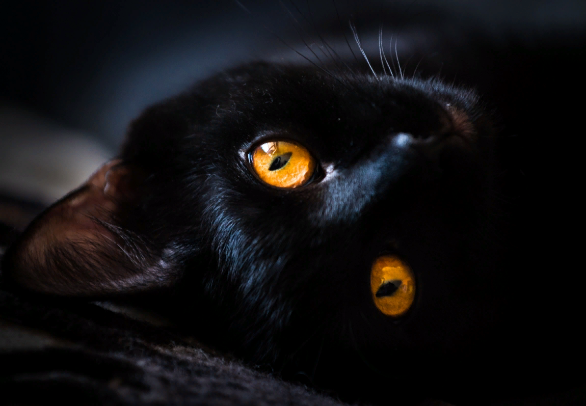 😻Породы кошек с янтарным цветом глаз | Нос, хвост, лапы | Дзен