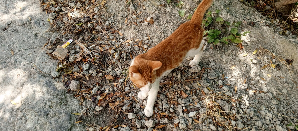 Брошенный котенок