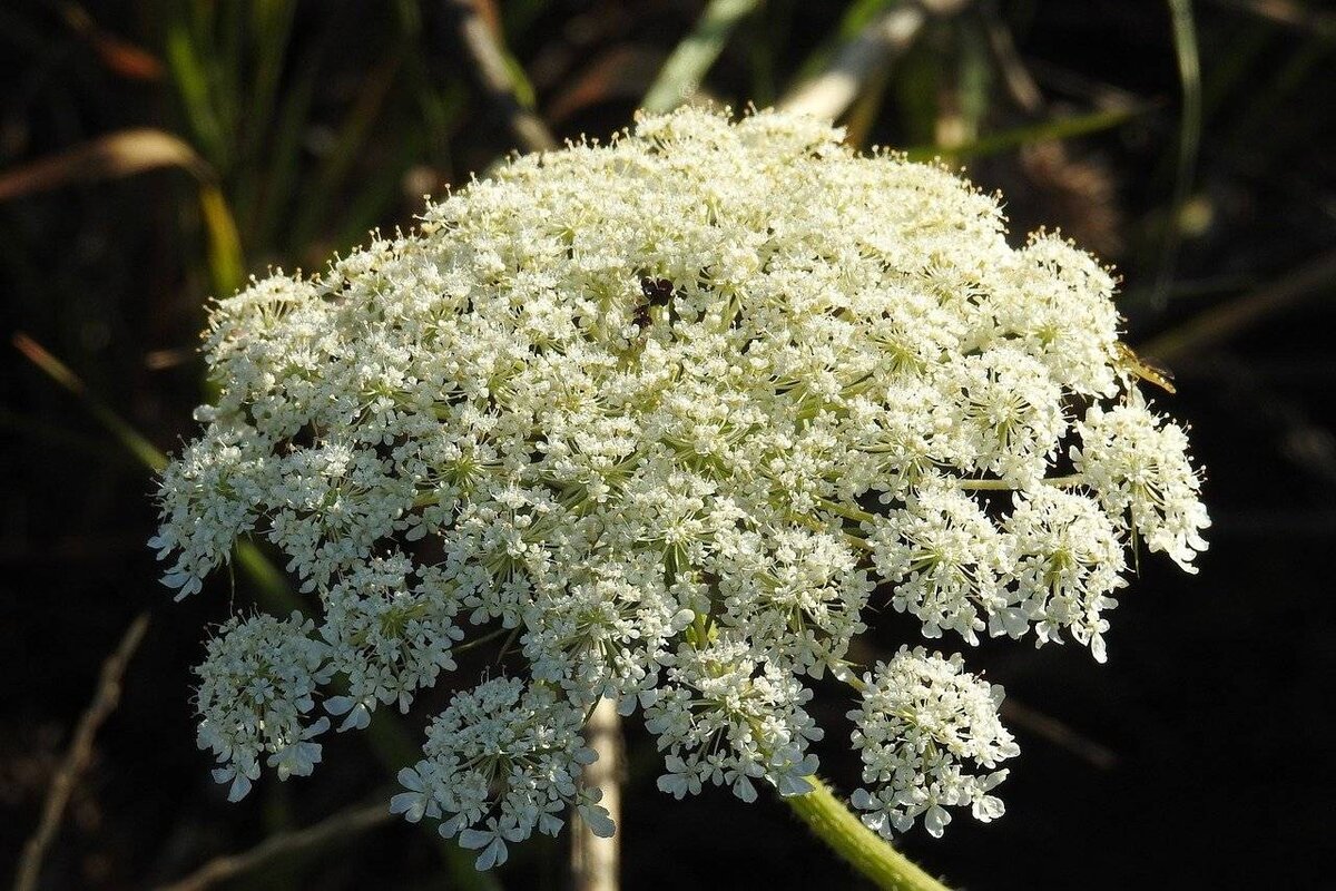 Морковь дикая Морковь дикая (Daucus carota) является дикой формой культурной мор