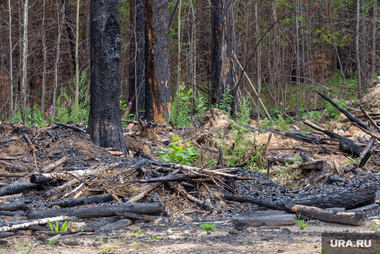    Для борьбы с пожарами недостаточно ресурсов, сказала Анастасия Юстинова