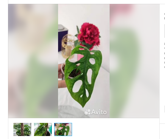 Лист монстеры с корешком, средняя цена такого отростка рублей 150. Можно даже побольше найти за эту цену. У меня брали за 150-200. 