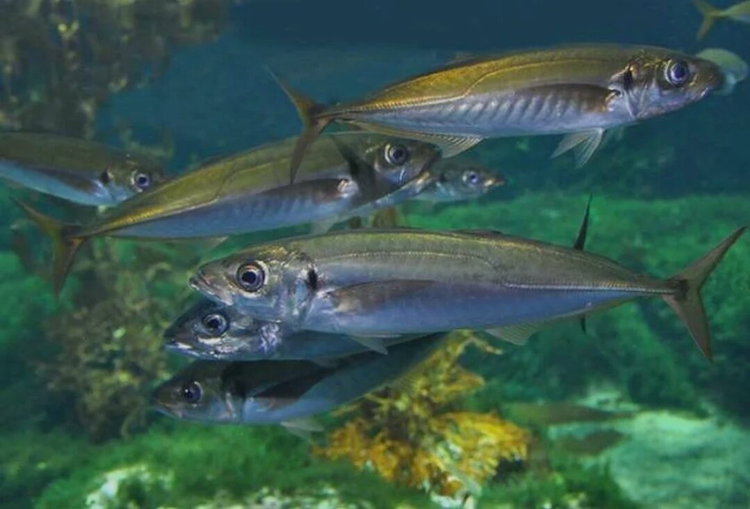 Азовское море рыба