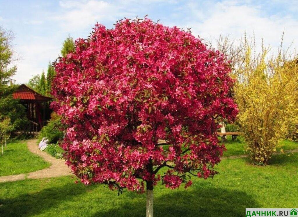 Декоративная яблоня Роялти: пурпурное пятно в вашем саду — уход и советы по выращиванию