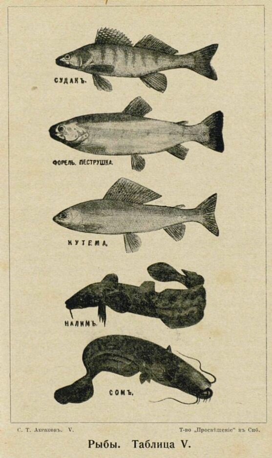 Иллюстрация к «Запискам об уженье рыбы» С.Т. Аксакова (Собр. соч., 1910, т. 5.).