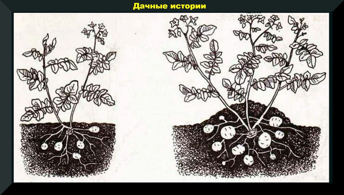 Рассмотрите рисунок с изображением агротехнического приема используемого при выращивании