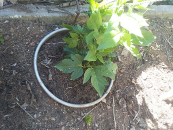 Рисунок 1. Молодое растение пассифлоры телесноцветной,  проросшее весной в  открытом грунте.