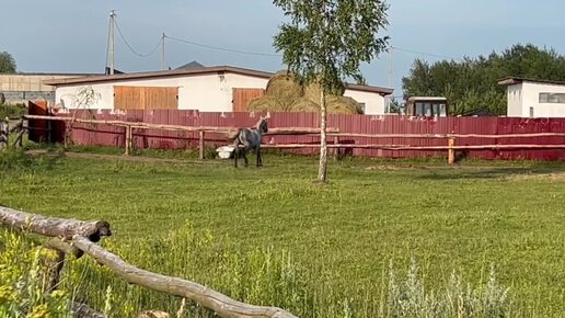 Легким бегом, не спеша, как будто красуется🐎лошадь на выгуле.