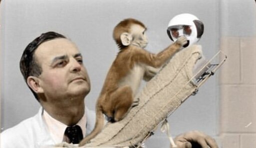 Эксперимент Гарри Харлоу с обезьянкой 