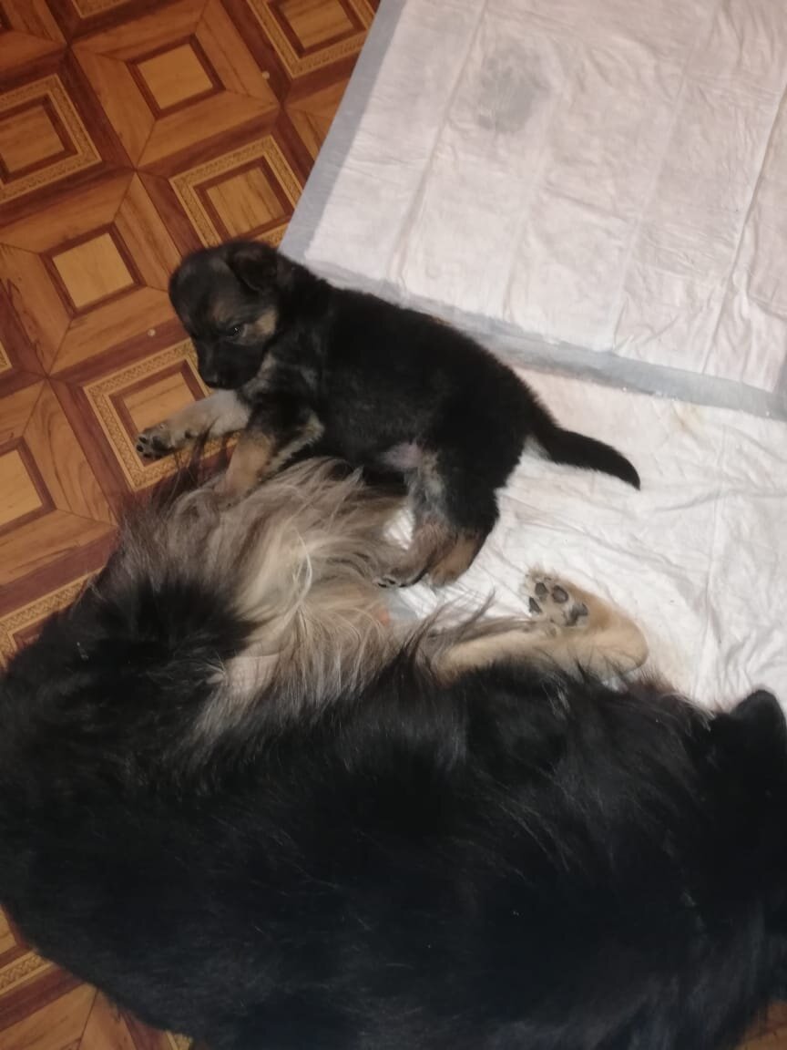  Эта необыкновенная история началась в Курске. Я узнала, что в пустой квартире, в полном одиночестве живёт собачка - инвалид на трех лапках. Зовут ее Диночка.-4