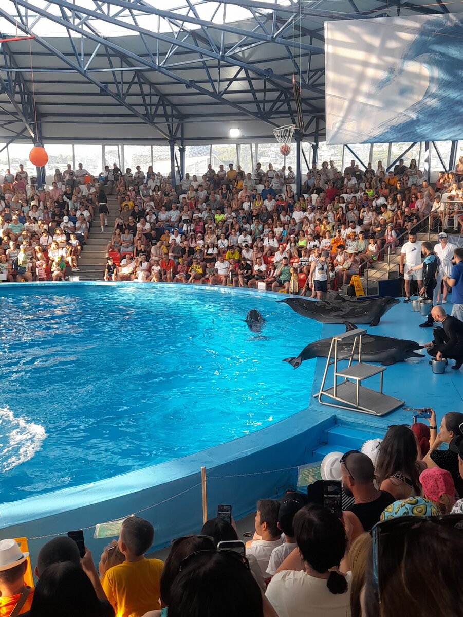 Дельфинарий в Сочи-парке. Фото автора.