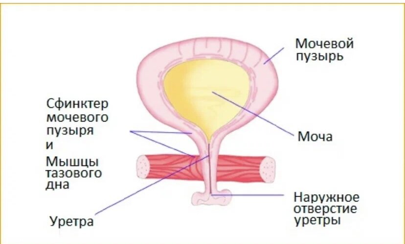 Схема мочевого пузыря на разрезе