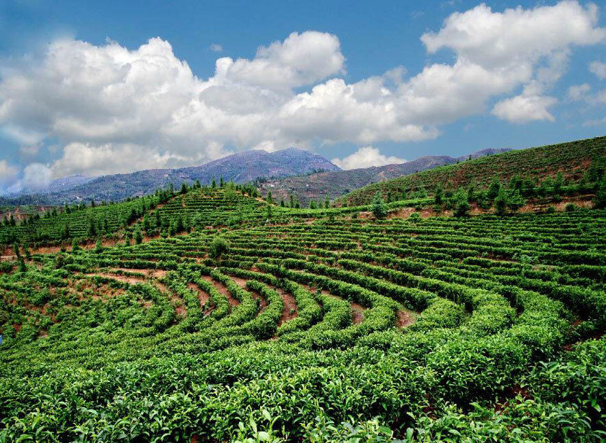 Чайная плантация провинции Юньнань