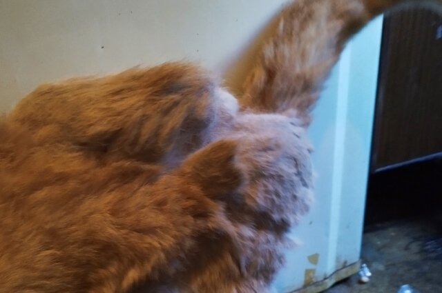    Фото: Инициативная группа по защите животных г. Твери