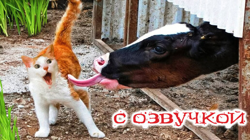 ПРИКОЛЫ С КОТАМИ! САМЫЕ Смешные коты - с озвучкой! СМЕШНЫЕ ЖИВОТНЫЕ! - До слёз!