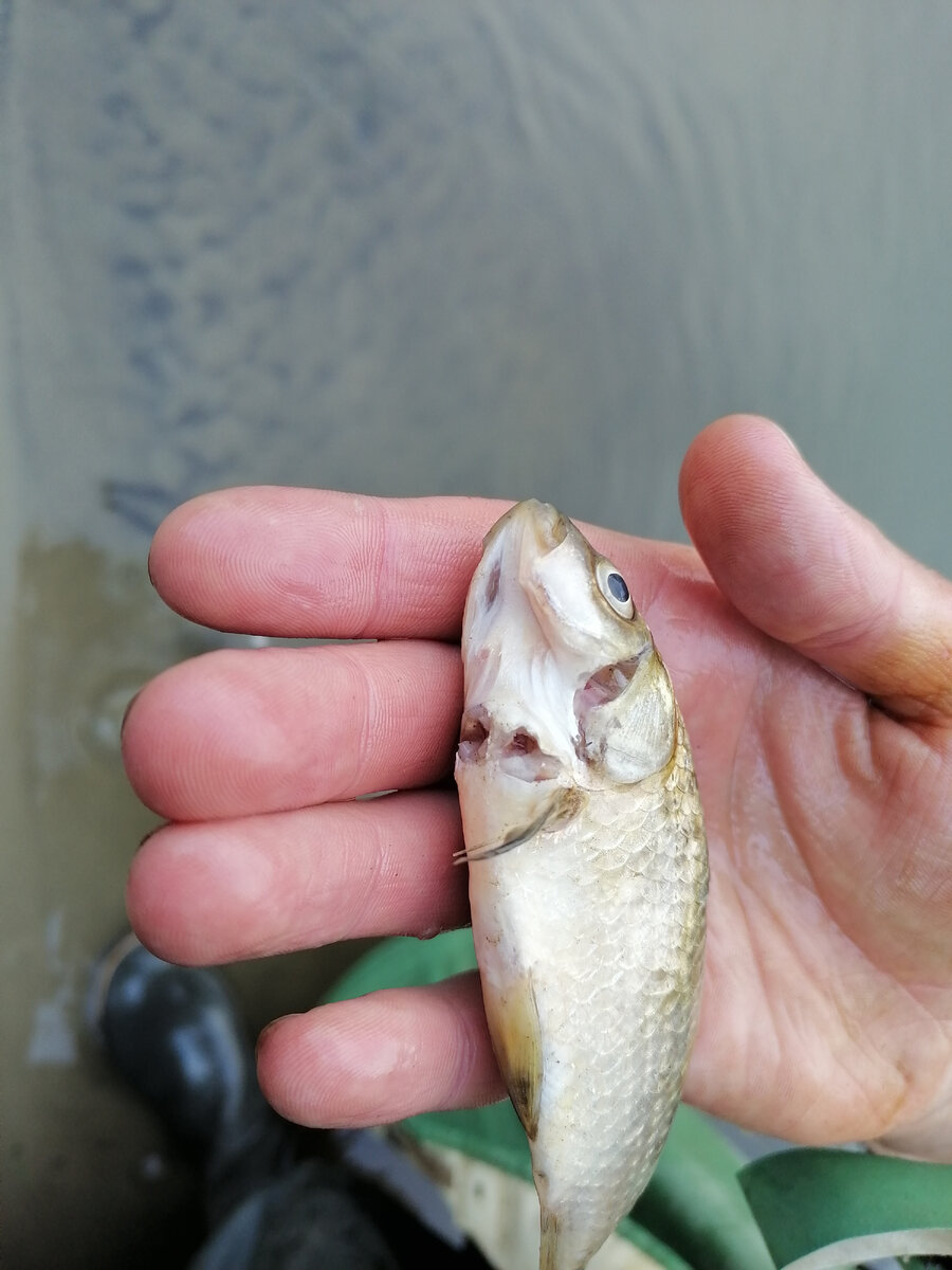 Порезанный живец