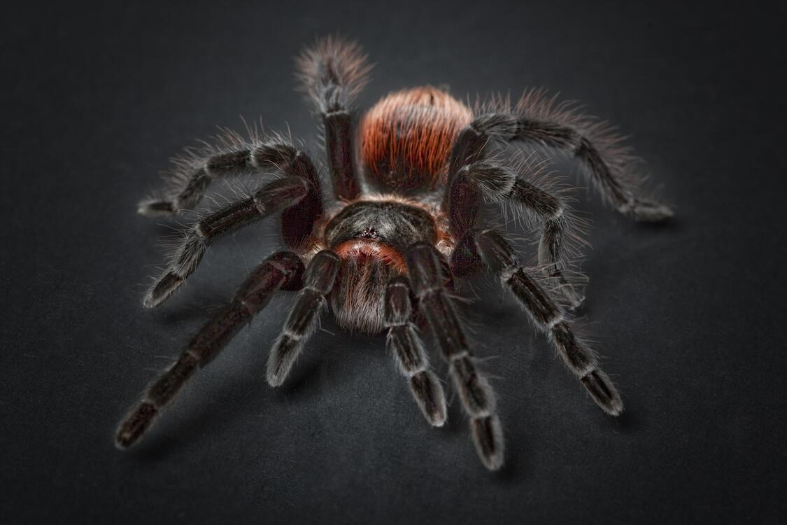 https://fonwall.ru/wallpaper/spider-tarantula-arachnid-fauna/