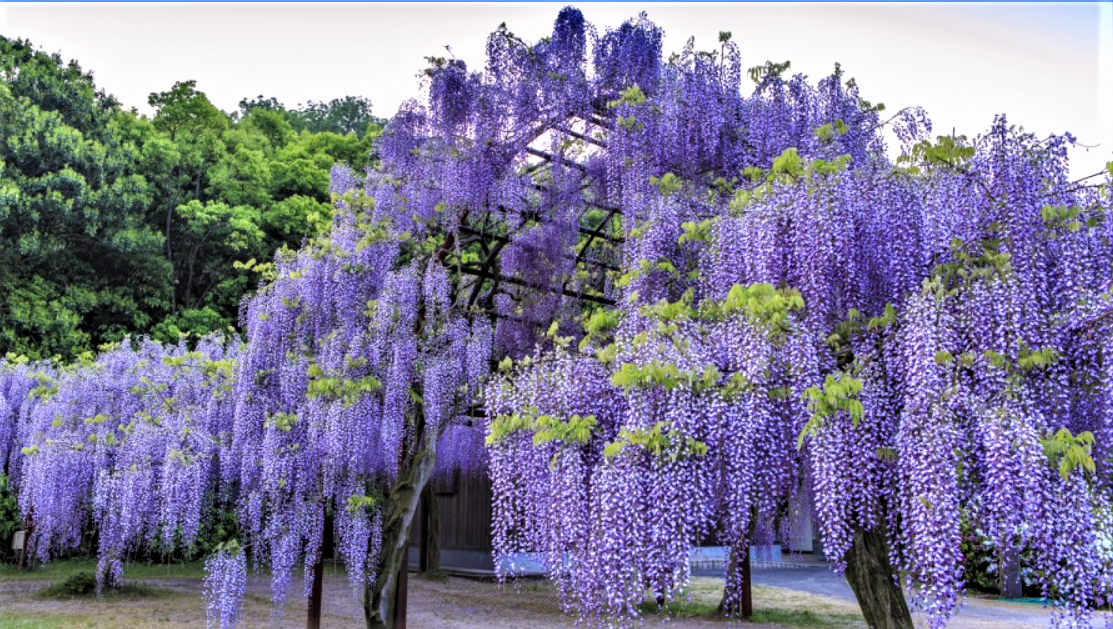 Цветение глицинии в парке Фудзи