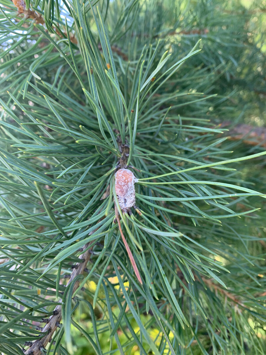 Побеговьюн зимующий фото мое ((