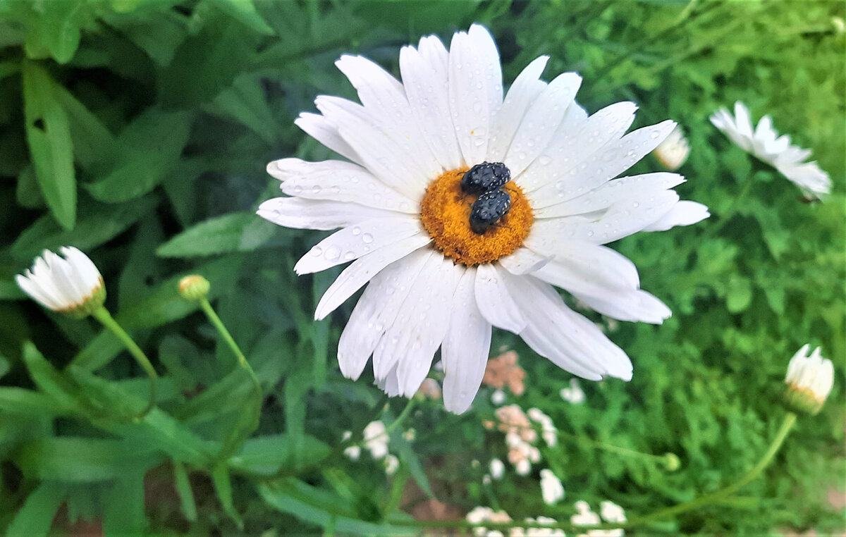 Фото друзей-жучков из нашего сада
