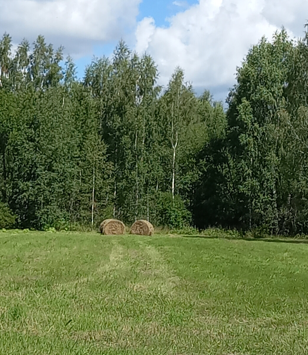 Это дорожка прямиком в лес.....