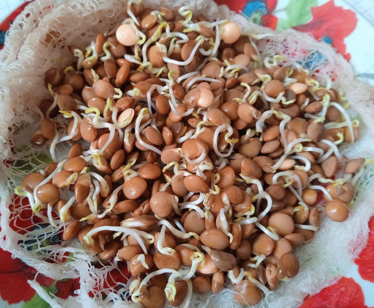 Первые зелёные ростки чечевицы